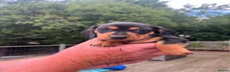 Dachshund dogs for sale: Just 2 pups left looking for there forever home - Advert 10
