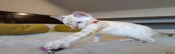 Bengal cats for sale: 🤍🩶 GORGEOUS BENGAL KITTENS 🩶🤍 - Advert 3
