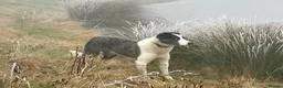 Border Collie dogs for sale: Collie pups - Advert 10