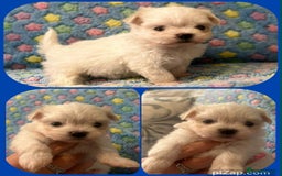 Maltese dogs for sale: Tiny kc registered maltese Korean boys  - Image 17