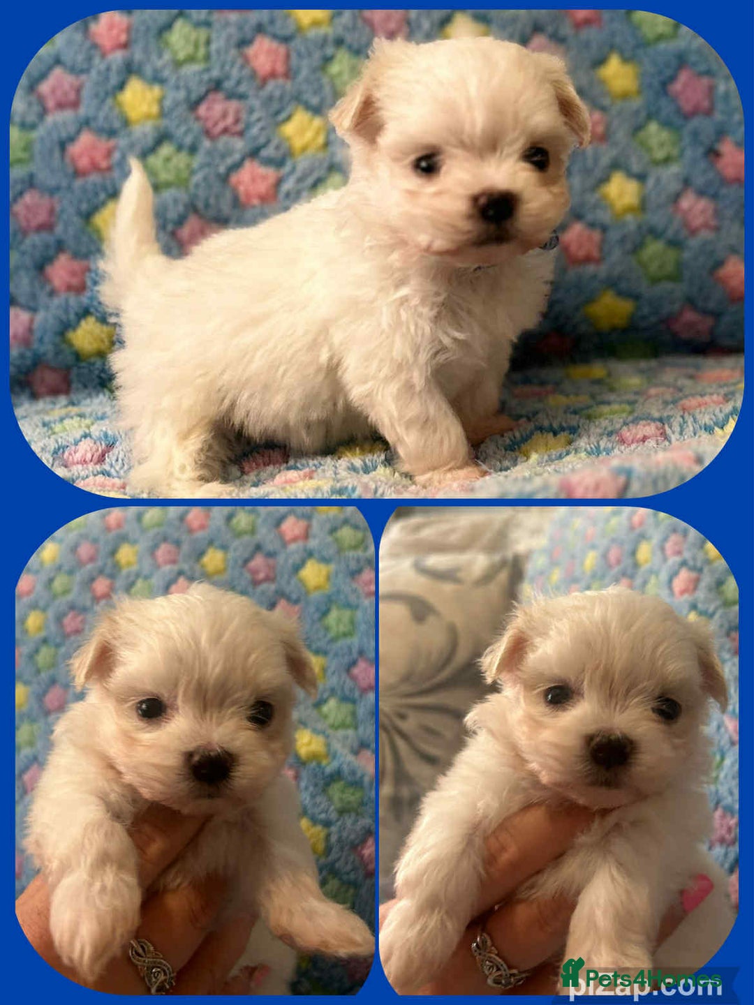 Maltese dogs for sale: Tiny kc registered maltese Korean boys  - Image 17