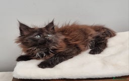 Maine Coon cats for sale: GCCF Pedigree Maine Coon Kittens for sale  - Image 26