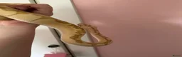 Python Snake reptiles for sale: Royal ball python - Advert 3