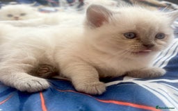 Scottish Fold cats for sale: Lovley Scottish fold and straight kittens. - Image 5