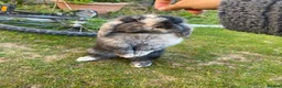 Lionhead rabbits for sale: Super playful Lionlop  - Advert 3