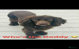 Sprocker dogs for sale: 3 Gorgeous brown sprokers boy puppies  - Image 3