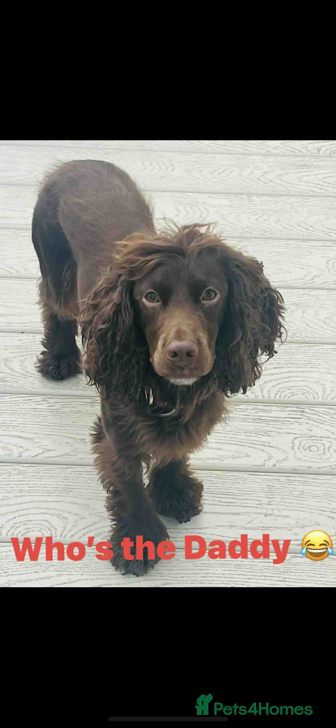 Sprocker dogs for sale: 3 Gorgeous brown sprokers boy puppies  - Image 3