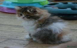 Exotic cats for sale: Beautiful Exotic Pedigree Kittens - Image 6