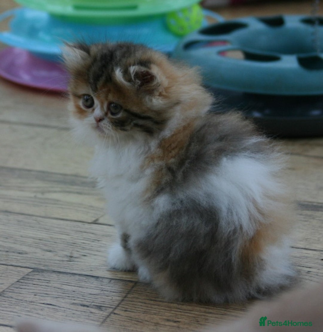 Exotic cats for sale: Beautiful Exotic Pedigree Kittens - Image 6