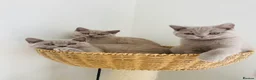British Shorthair cats for sale: GCCF -SPECTACULAR  -British Shorthair kittens  - Advert 14