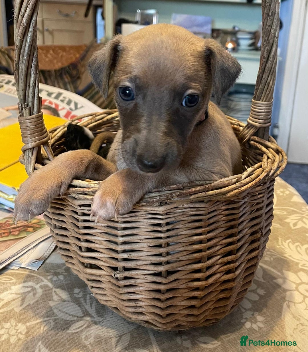 Whippet dogs for sale: Beautiful Whippet Puppies - 3 Boys & 2 Girls - Advert 10