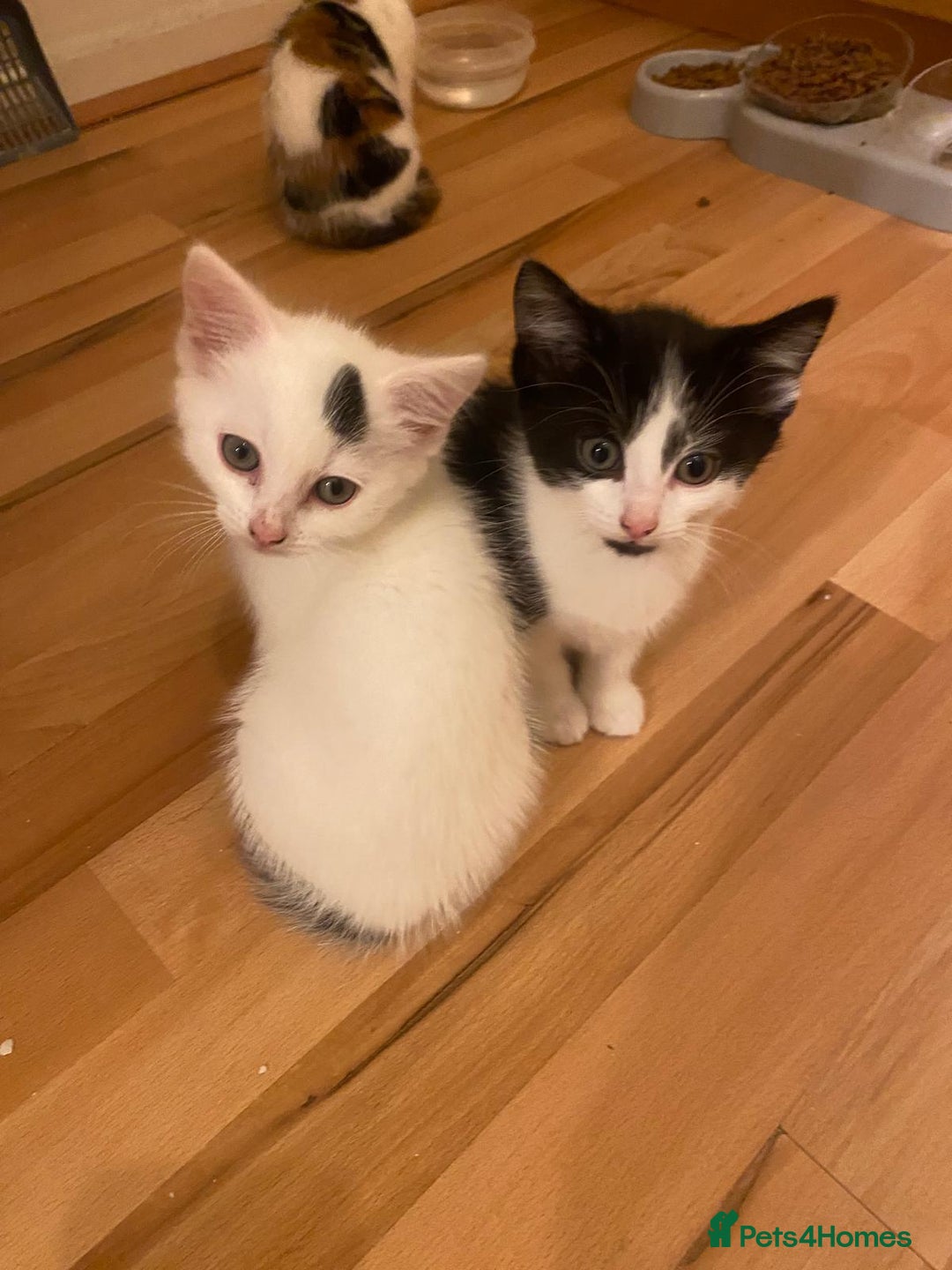 Abyssinian cats for sale: 4 Kitten - Image 3