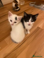 Abyssinian cats - Advert 3