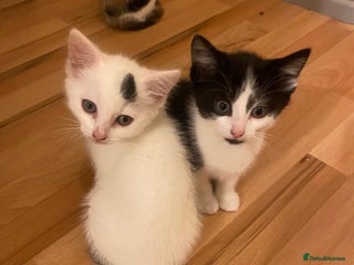 Abyssinian cats Black Kitten - Advert 1