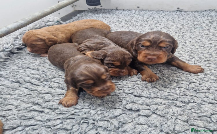 Cocker Spaniel dogs - Advert 8
