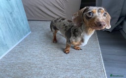 Miniature Dachshund dogs for sale: Looking for a new home for ‘Apple’ - Image 3