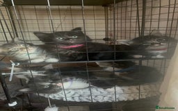 Mixed Breed cats for sale: 9 gorgeous kittens - Image 1