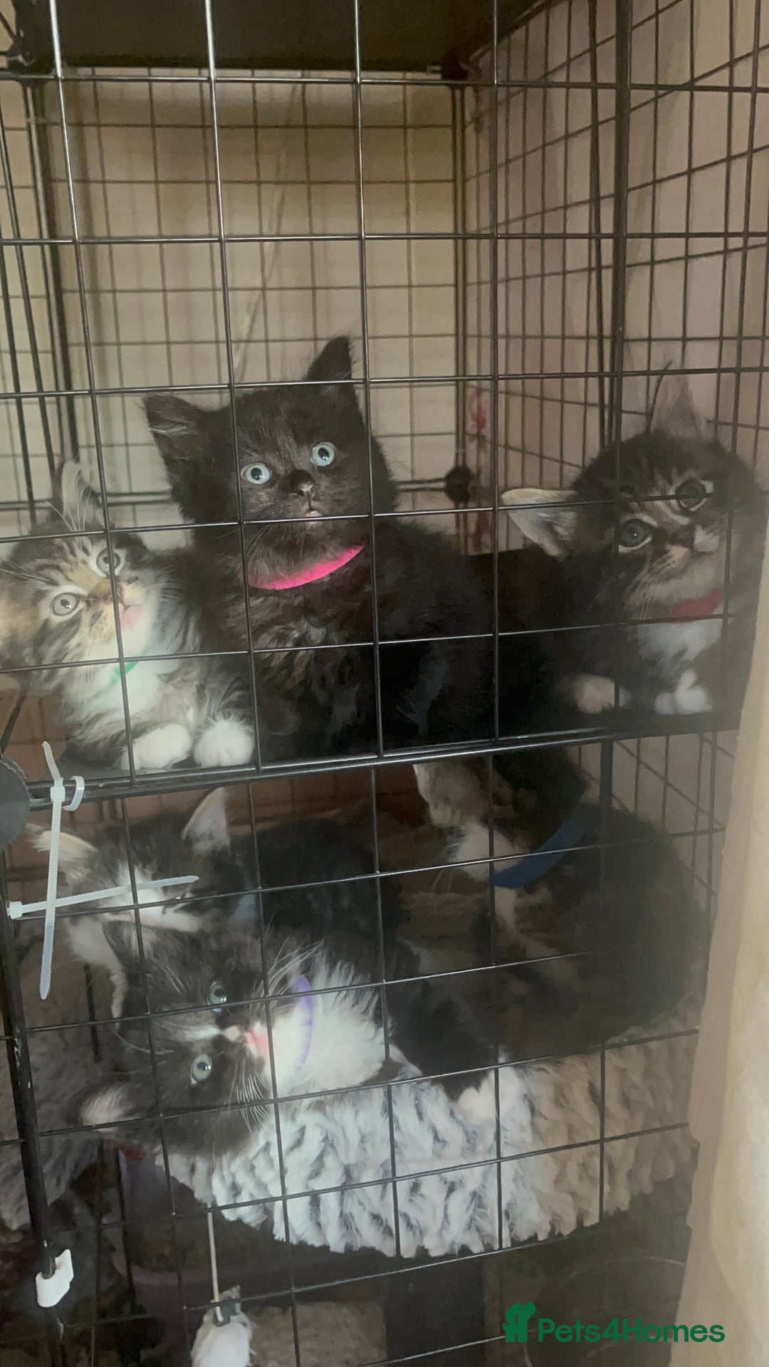Mixed Breed cats for sale: 9 gorgeous kittens - Image 1
