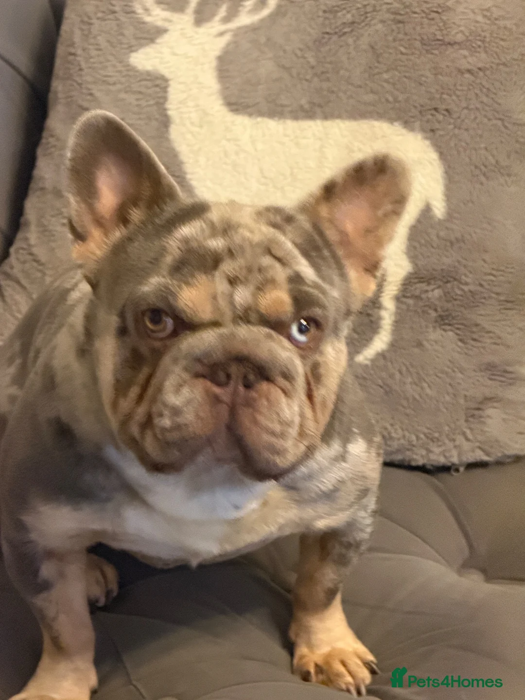 French Bulldog dogs for stud: French Buldog in Crewe - Advert 2