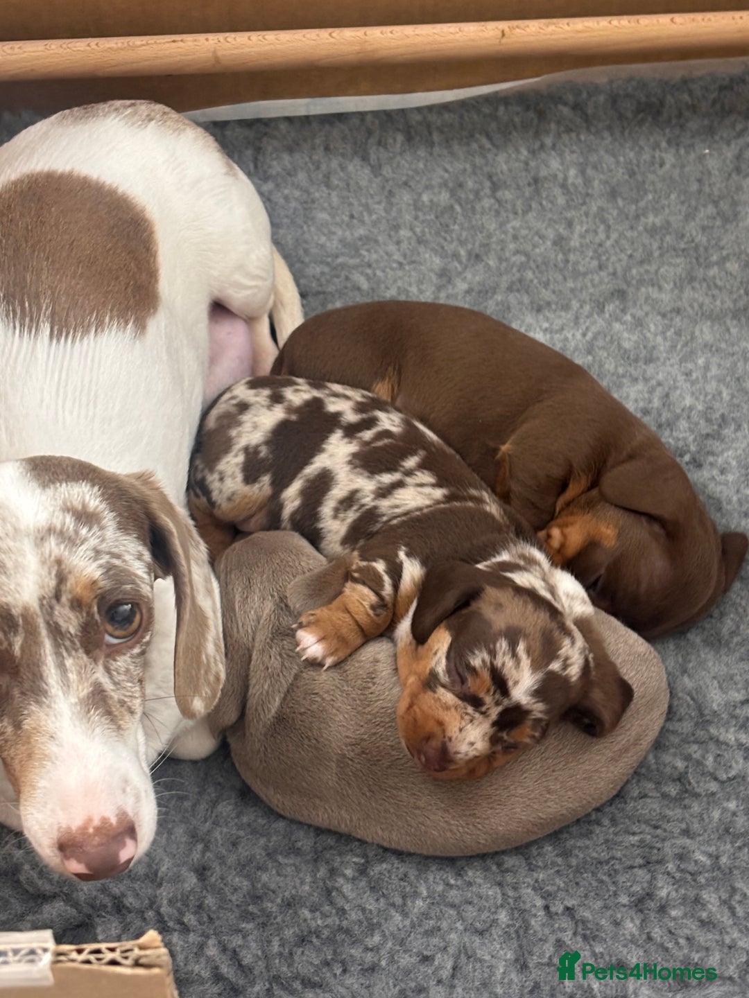 Miniature Dachshund dogs for sale: Miniature Daschund 🎀 - Advert 1