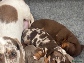 Miniature Dachshund dogs Miniature Daschund 🎀 - Advert 1