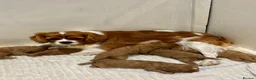 Cavapoo dogs for sale: Cavapoo Pups  - Advert 2