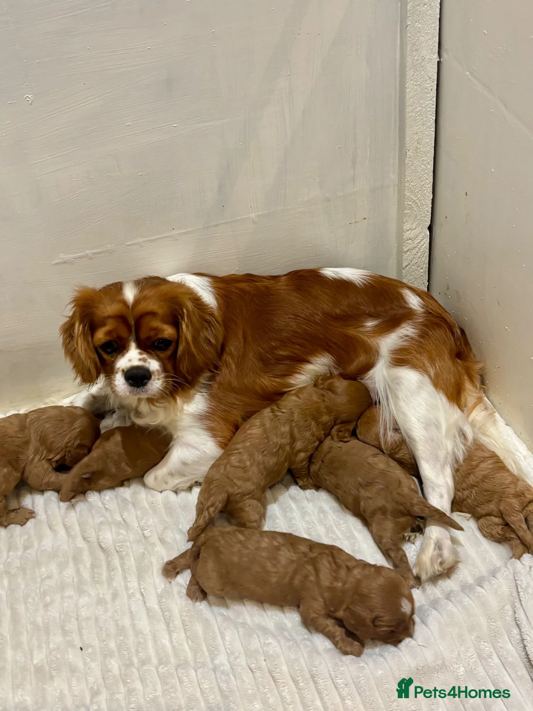 Cavapoo dogs for sale: Cavapoo Pups  - Advert 2