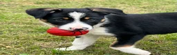 Border Collie dogs for sale: 3 x Gorgeous Collie Pups- Mum ISDS Registered!  - Advert 2