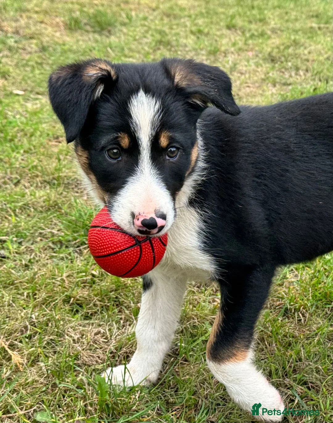 Border Collie dogs for sale: 3 x Gorgeous Collie Pups- Mum ISDS Registered!  - Advert 2
