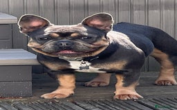 French Bulldog dogs for sale: 🏆KC Reg Blue French Bulldog Puppies – Fluffy - Image 11