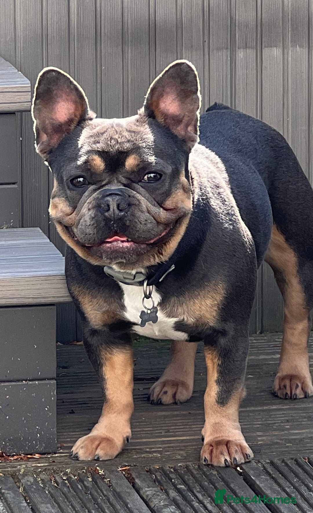 French Bulldog dogs for sale: 🏆KC Reg Blue French Bulldog Puppies – Fluffy - Image 11