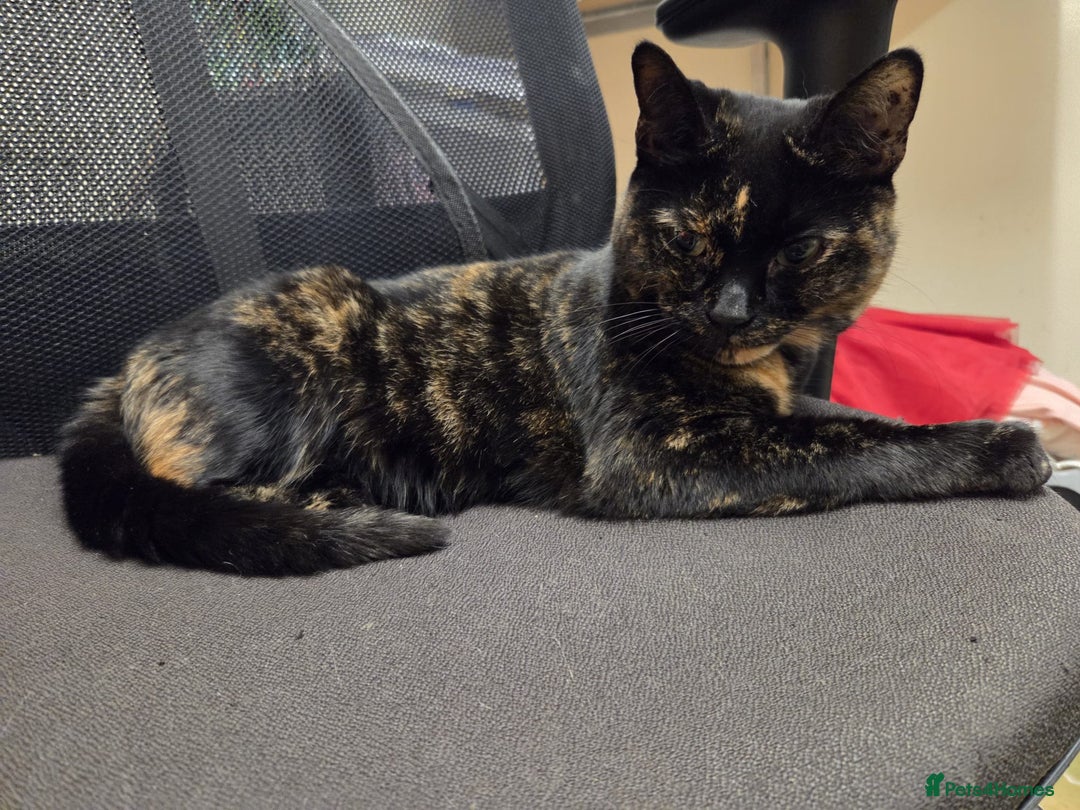 Mixed Breed cats for adoption: 5 yr old Tortie poppet is in need of a new home - Advert 1
