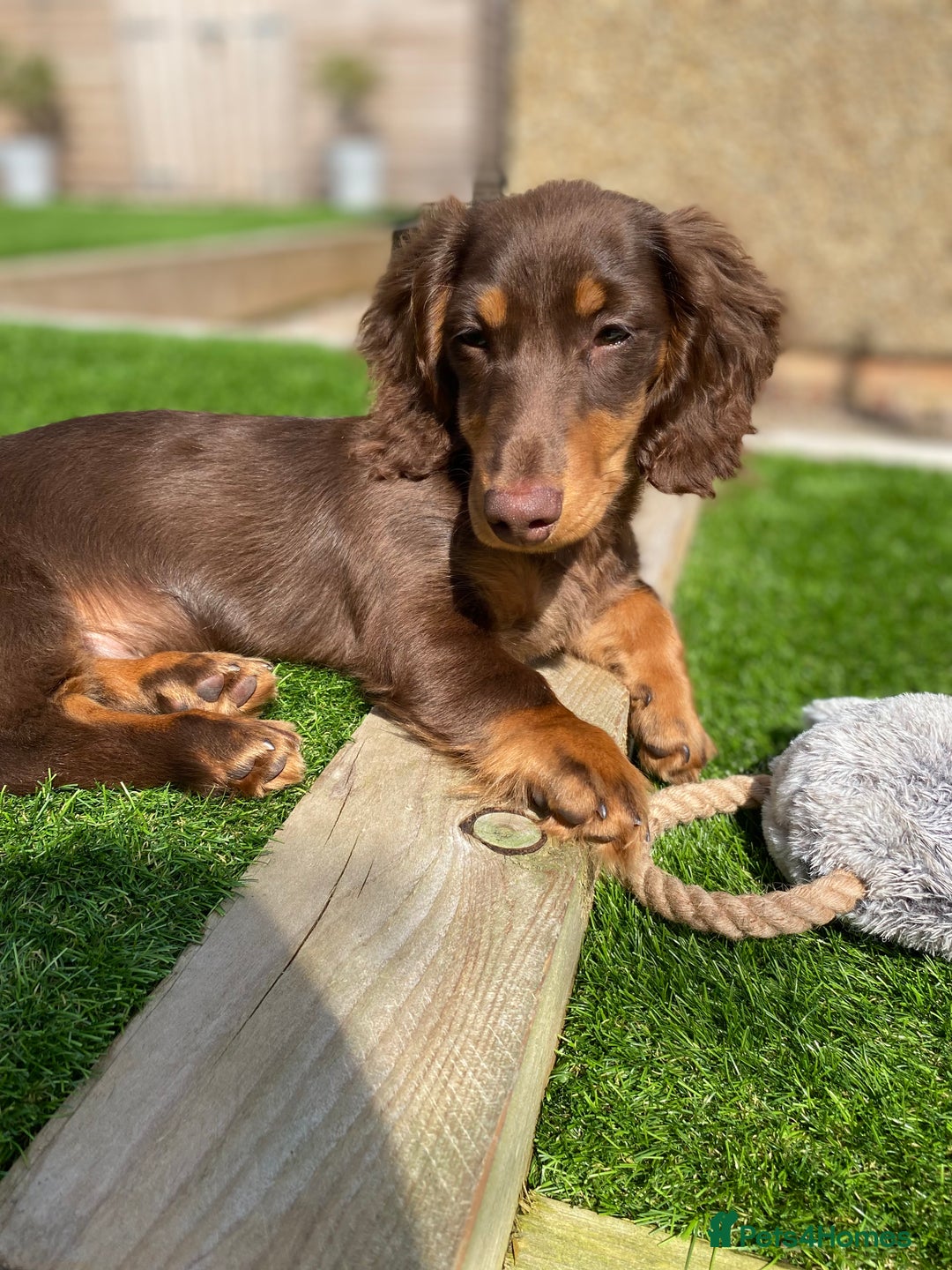 Miniature Dachshund dogs for stud: Long-haired miniature Dachshund in Hitchin - Advert 13