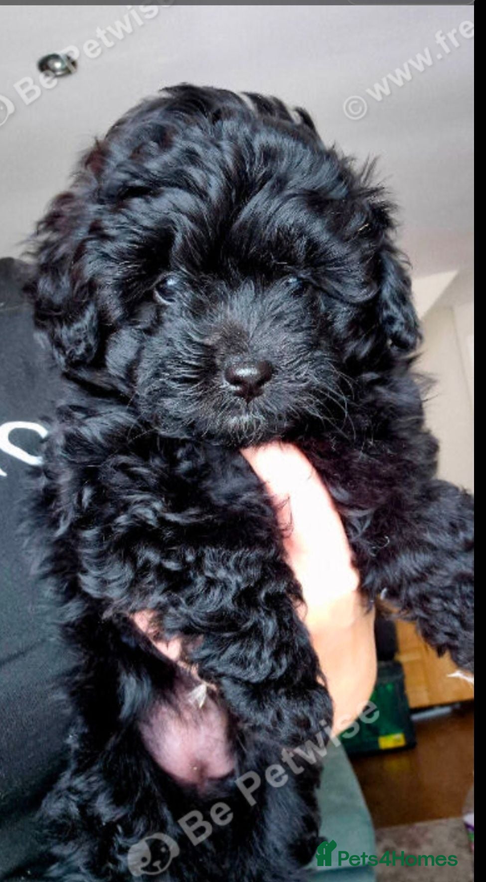Pomapoo dogs Toy Poodle x pomapoo 1 female left - Advert 8