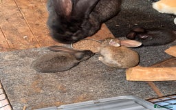Continental Giant rabbits for sale: Pure Bred Continental Giant Rabbits  - Image 30