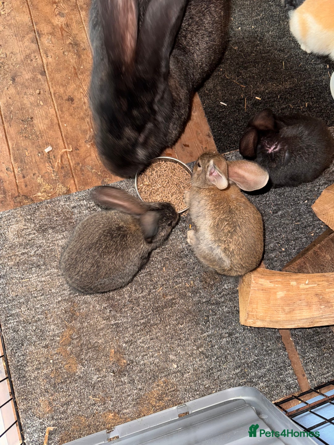 Continental Giant rabbits for sale: Pure Bred Continental Giant Rabbits  - Image 30