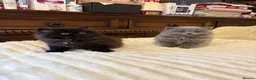 British Longhair cats for sale: Adorable British Long Hair Kittens (Girl & Boy)  - Advert 19