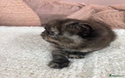 Exotic cats for sale: ⭐️ Exotic kittens 1 male 2 female ⭐️ - Image 14