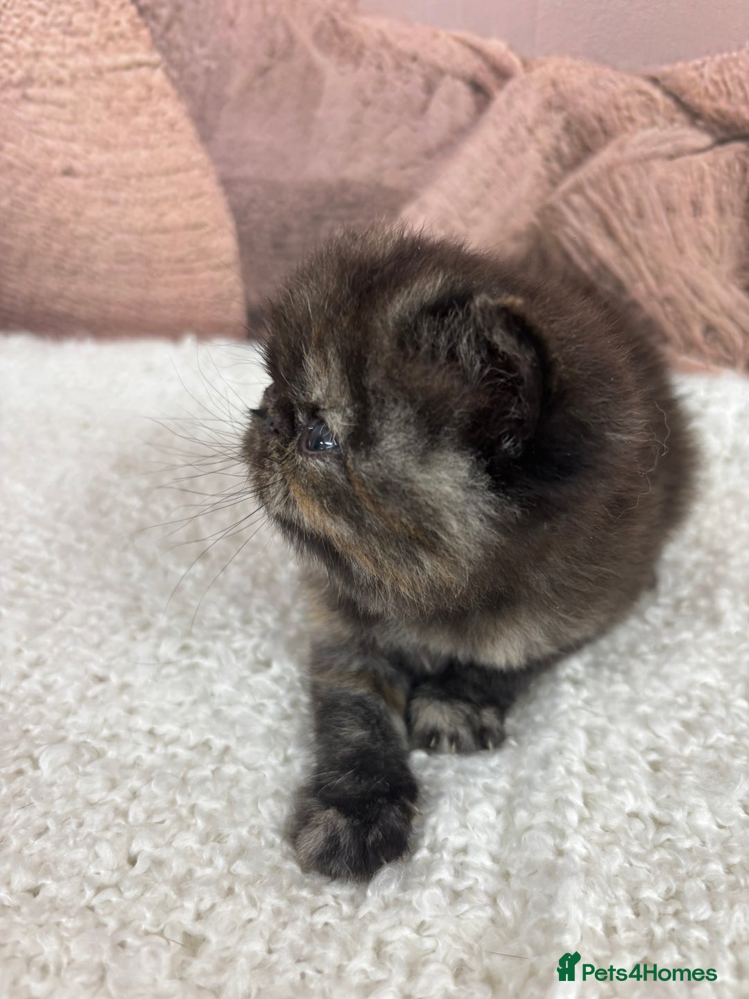 Exotic cats for sale: ⭐️ Exotic kittens 1 male 2 female ⭐️ - Image 14