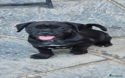 Mixed Breed dogs for sale: Adorable pug puppies  - Image 9