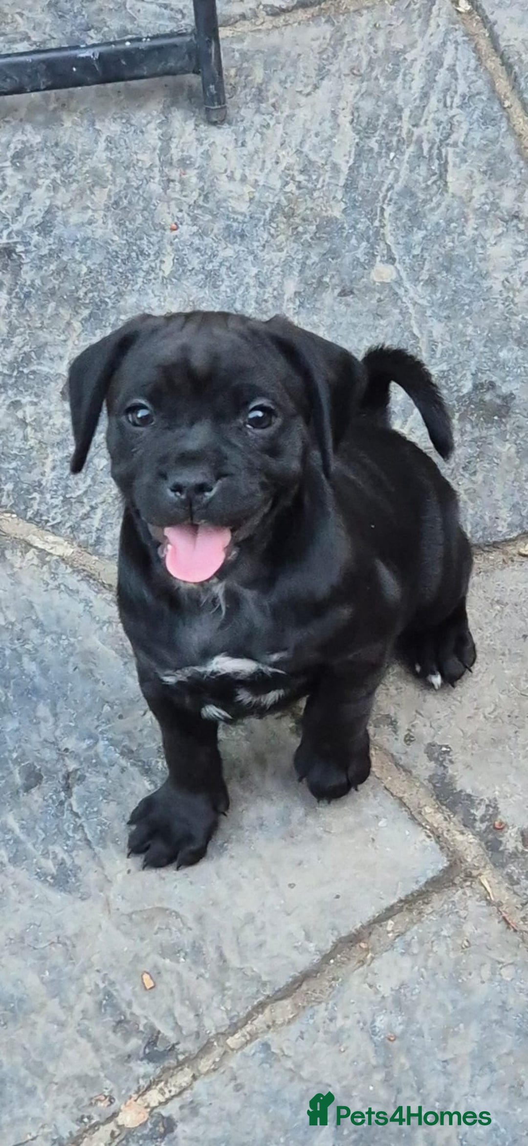 Mixed Breed dogs for sale: Adorable pug puppies  - Image 9