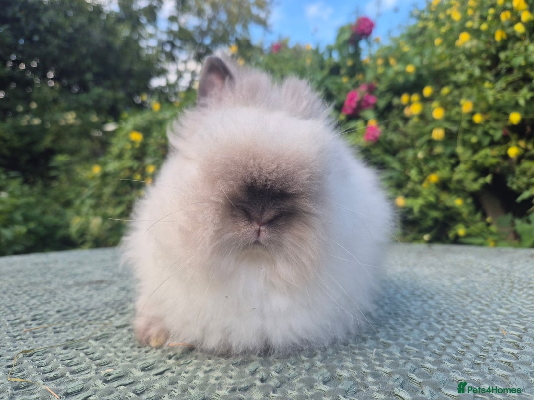 Angora rabbits for sale: ♥️READY NOW🧡Teddydwerg babies- Imported parents🧡 - Image 7