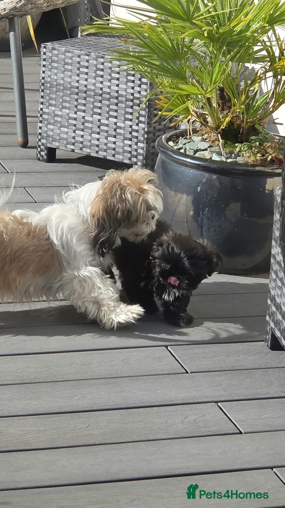 Shih Tzu dogs Beautiful Male Shih Tzu Puppy - Advert 2