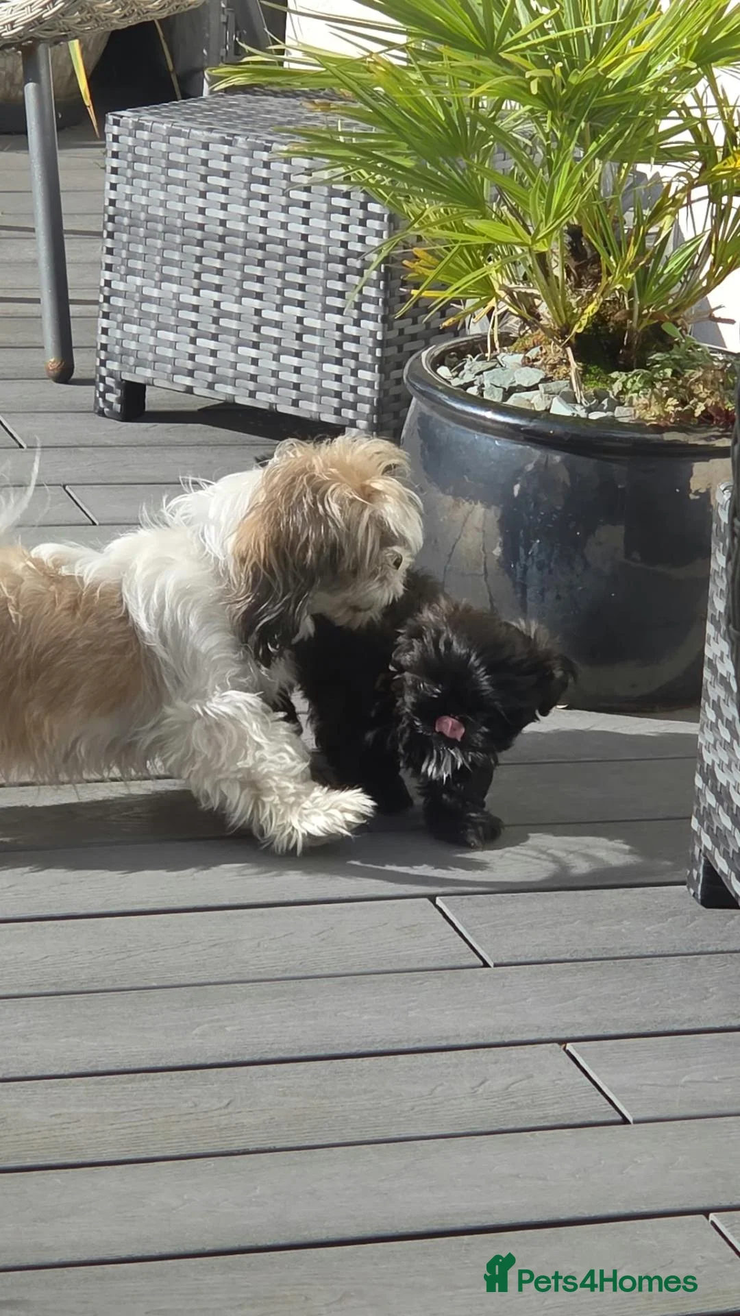Shih Tzu dogs for sale: Beautiful Male Shih Tzu Puppy - Advert 1