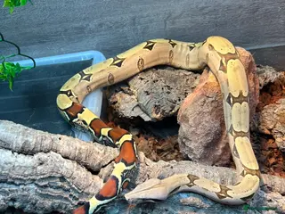 Snake reptiles Suriname Boa Female + SETUP - Advert 1