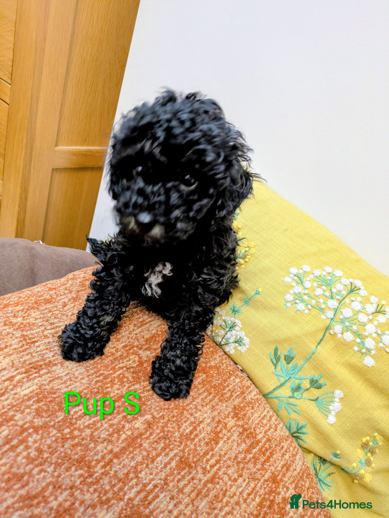 Toy Poodle dogs Toy poodle puppies KC  - Advert 9