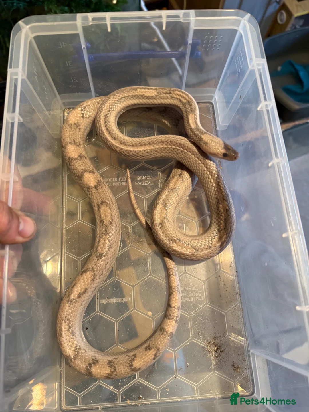 Mixed Breed reptiles for sale: Various snakes for sale  - Advert 2