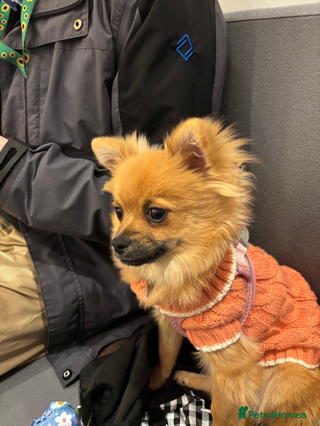 Pomchi dogs for sale: 6 months old pomchi female - Advert 5