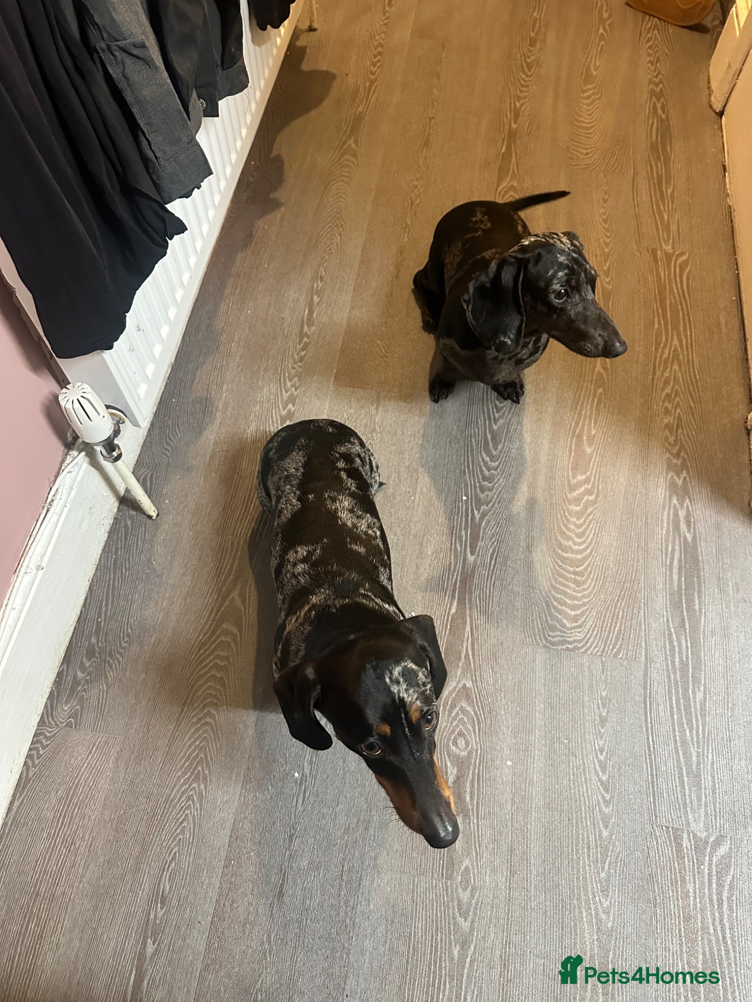 Miniature Dachshund dogs Coco and Patch miniature dachshunds - Advert 1