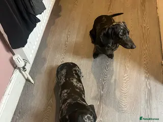 Miniature Dachshund dogs Coco and Patch miniature dachshunds - Advert 3
